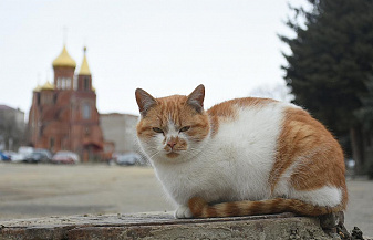 Мобильный Кавказ 